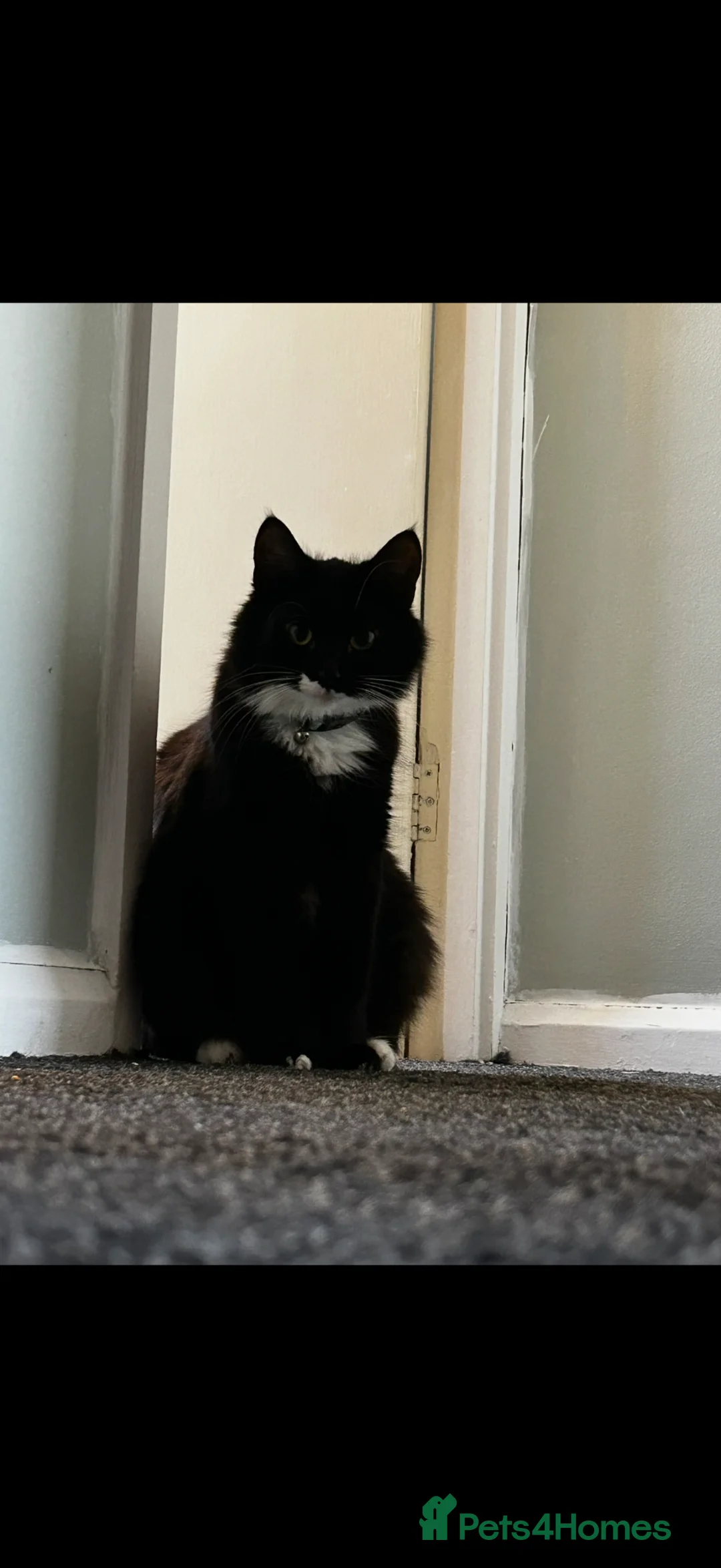 Mixed Breed cats for sale: Misty for rehoming - Advert 2