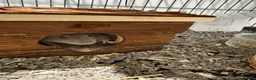 Rat rodents for sale: Rats looking for home - Advert 5