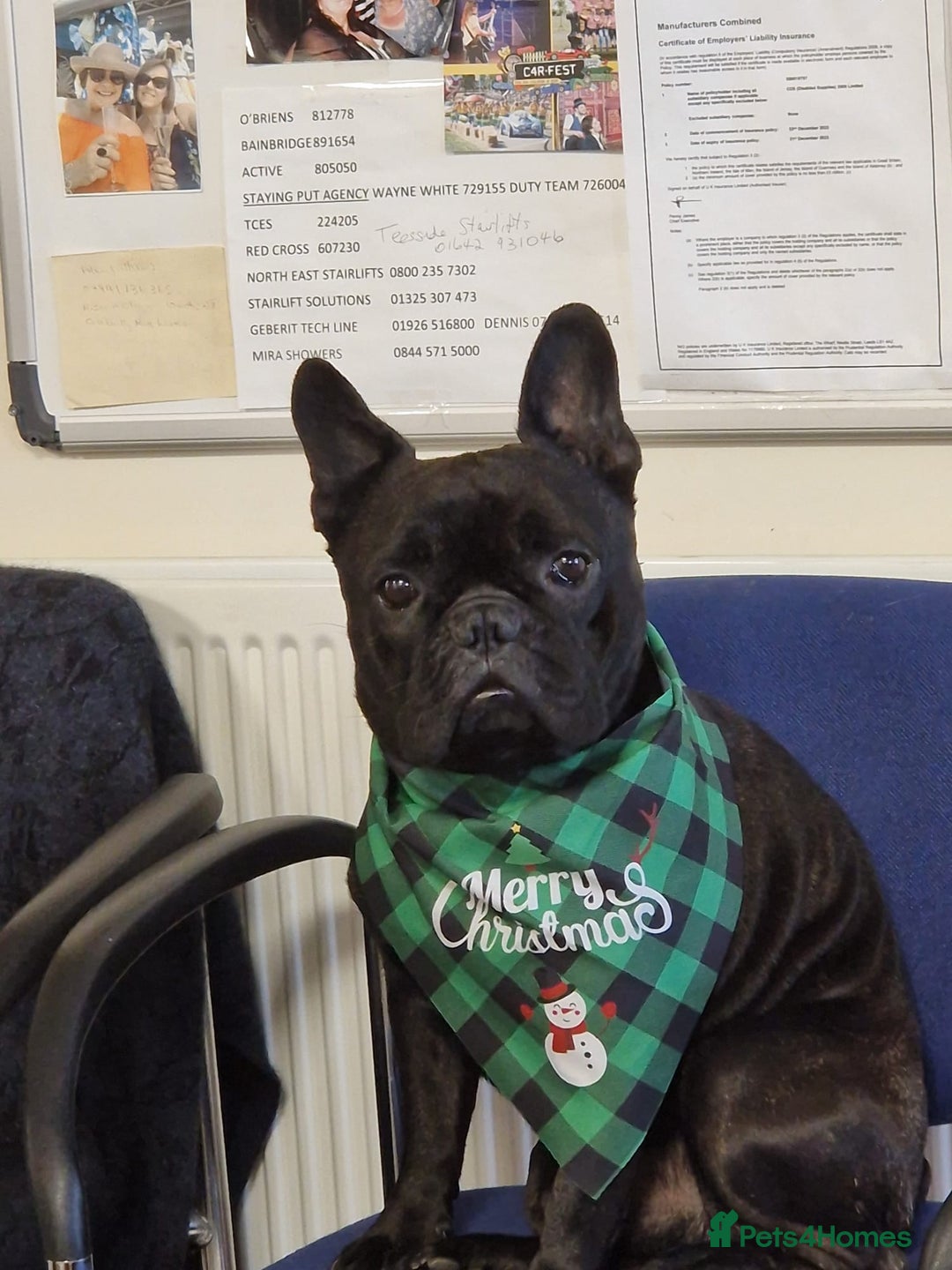 French Bulldog dogs for stud: 5 Generation Pedigree papers - Image 8