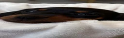 Miniature Dachshund dogs for stud: Chocolate/isabella miniature dachshund  - Advert 8