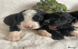 Bernedoodle dogs for sale: STUNNING DNA CLEAR F1 BERNEDOODLES - Image 6