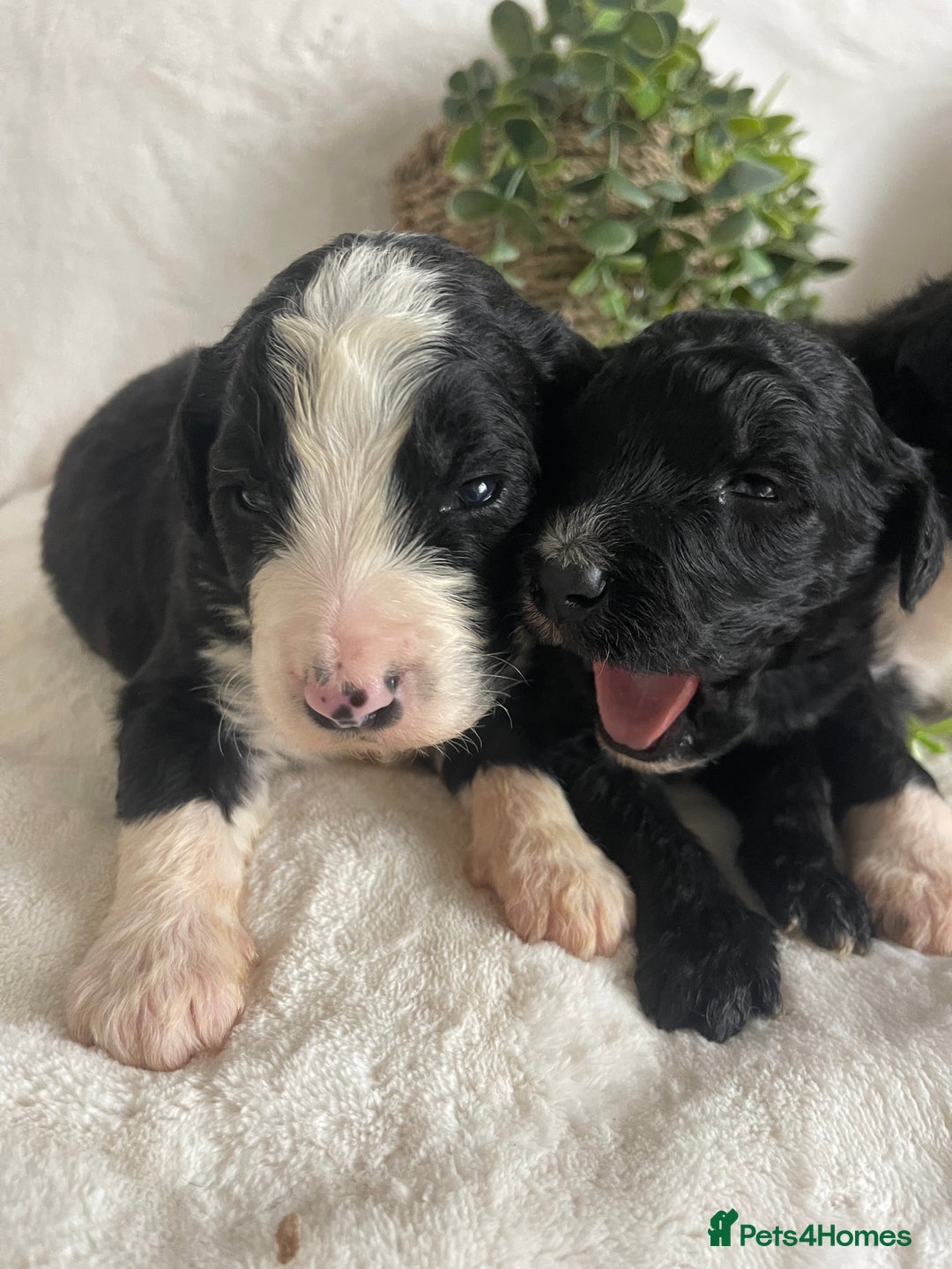 Bernedoodle dogs for sale: STUNNING DNA CLEAR F1 BERNEDOODLES - Image 6