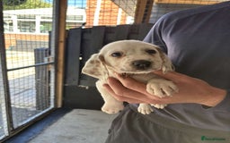 Beagle dogs for sale: 7 wonderful cocker spaniel x beagle❤️🏡 - Image 3