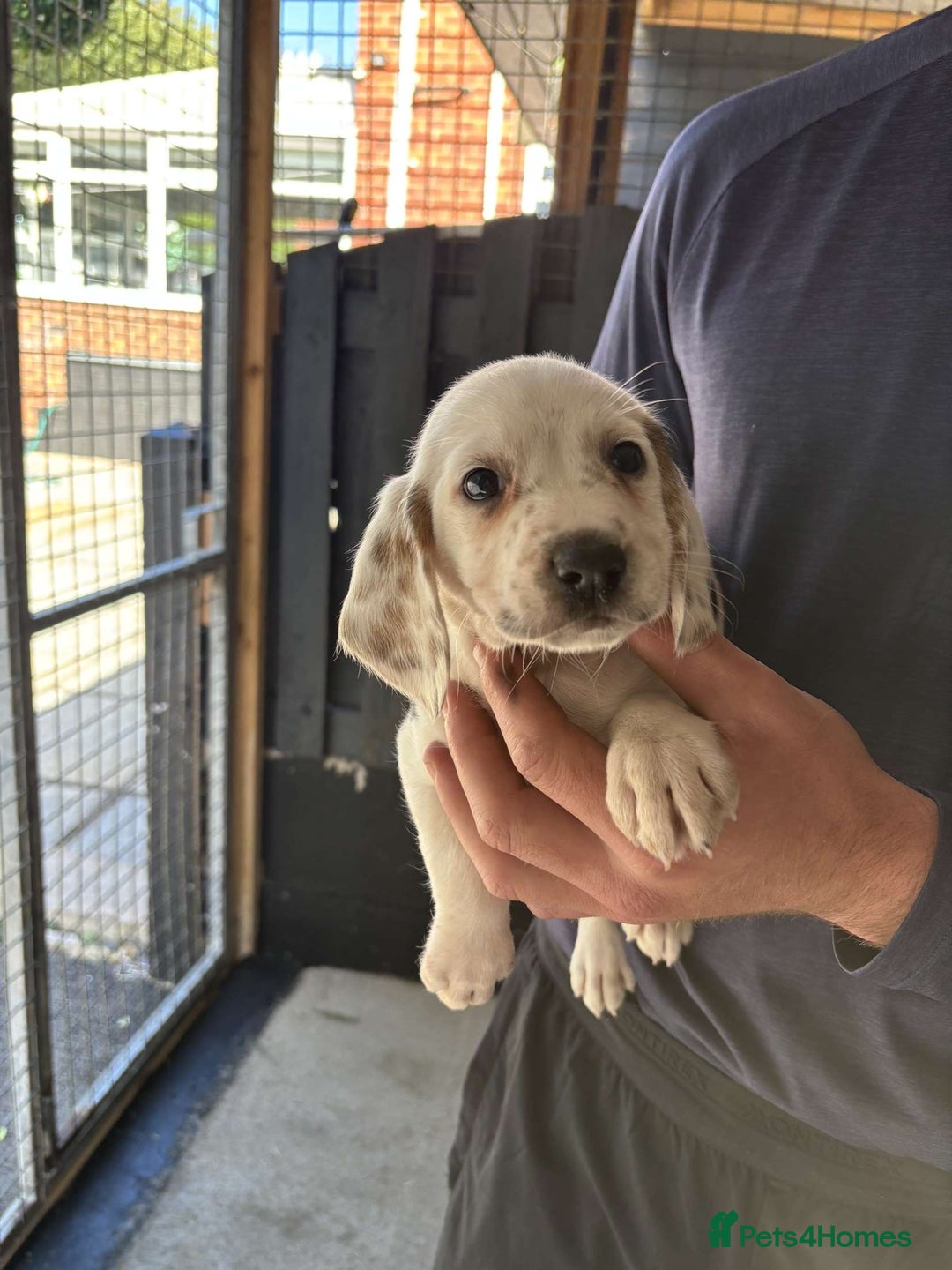 Beagle dogs for sale: 7 wonderful cocker spaniel x beagle❤️🏡 - Image 3
