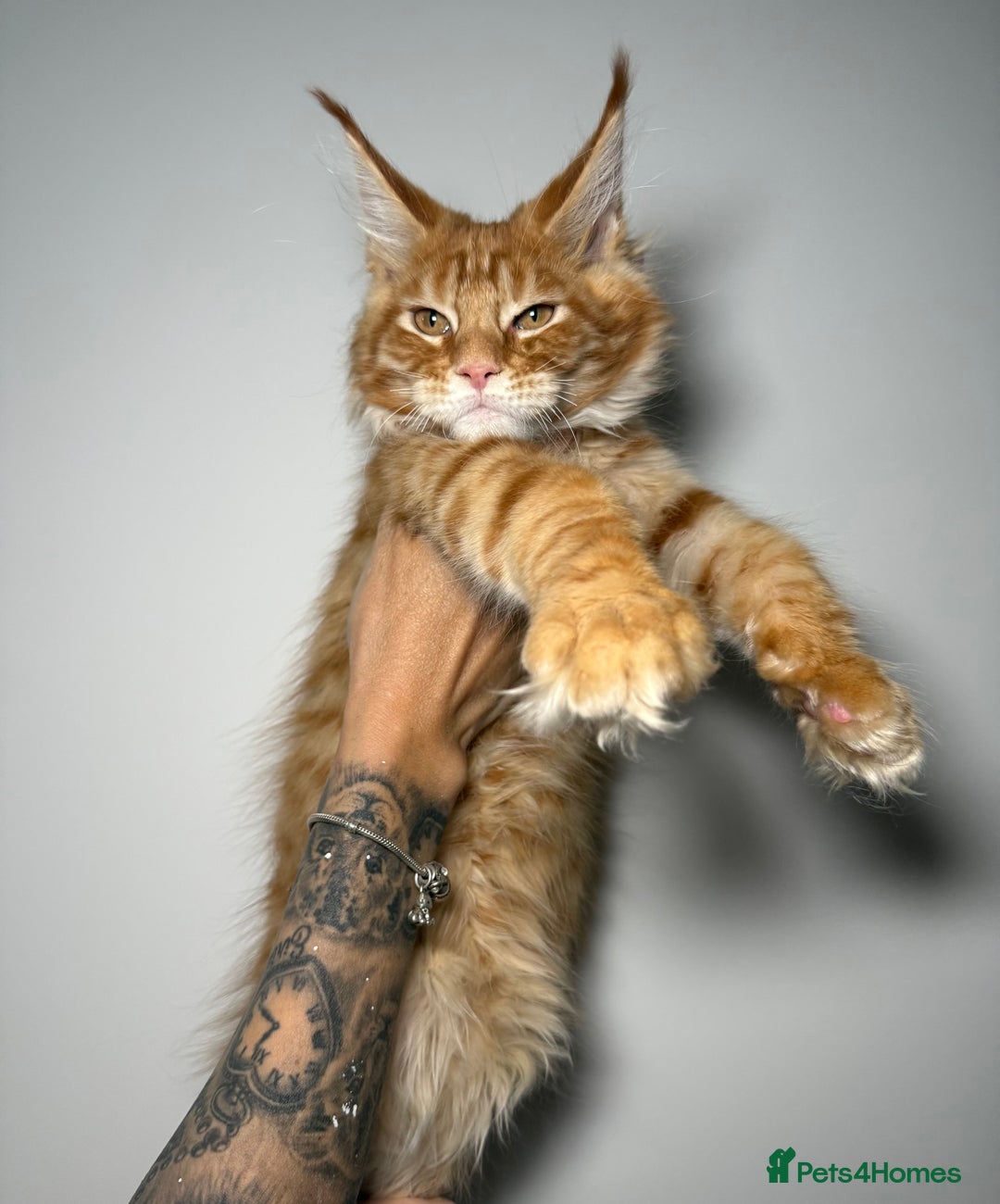 Maine Coon cats for sale: Champion line kittens , ready to go ☺️ - Advert 1