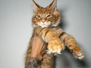 Maine Coon cats Champion line kittens , ready to go ☺️ - Advert 8