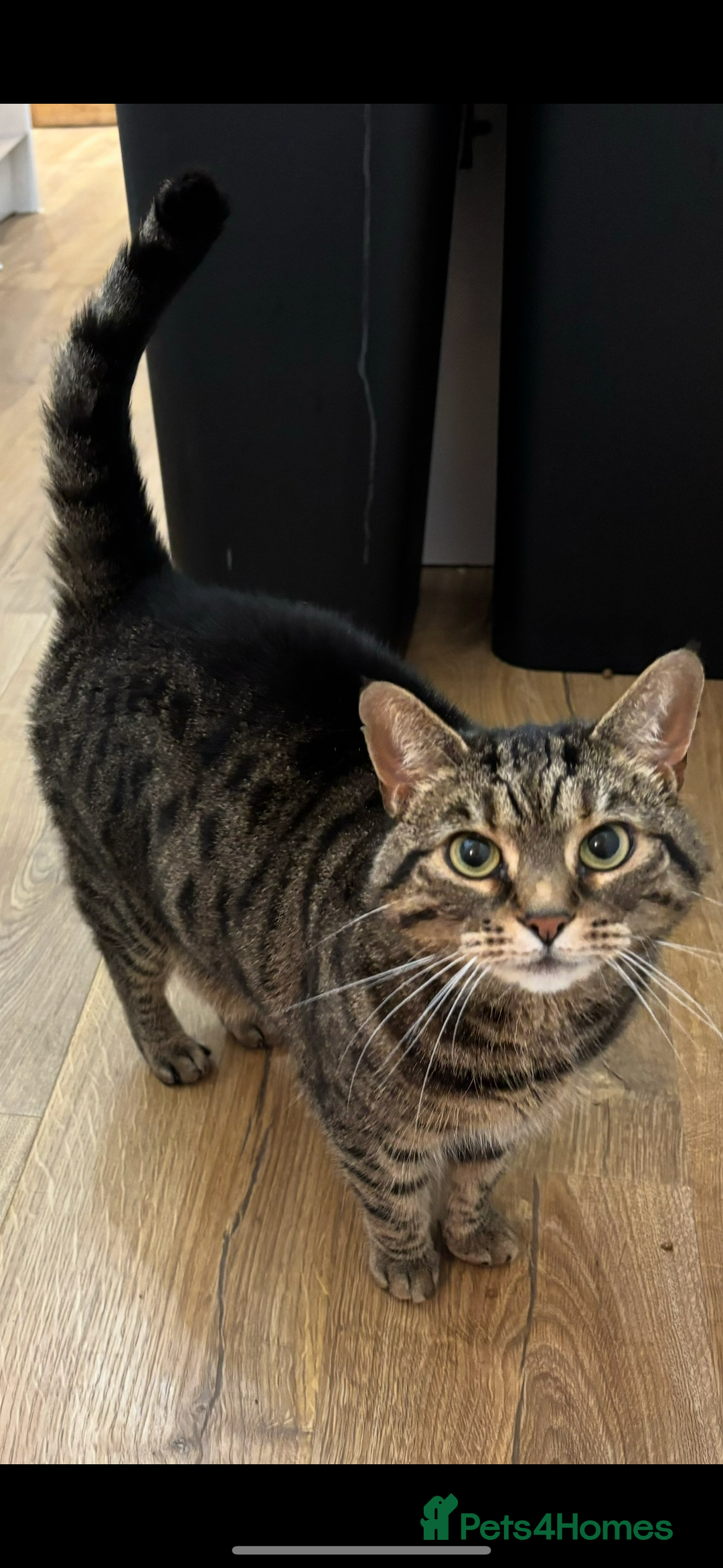 Bengal cats for sale: Female bengal/tabby cats - Advert 2