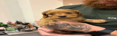 Cockapoo 3