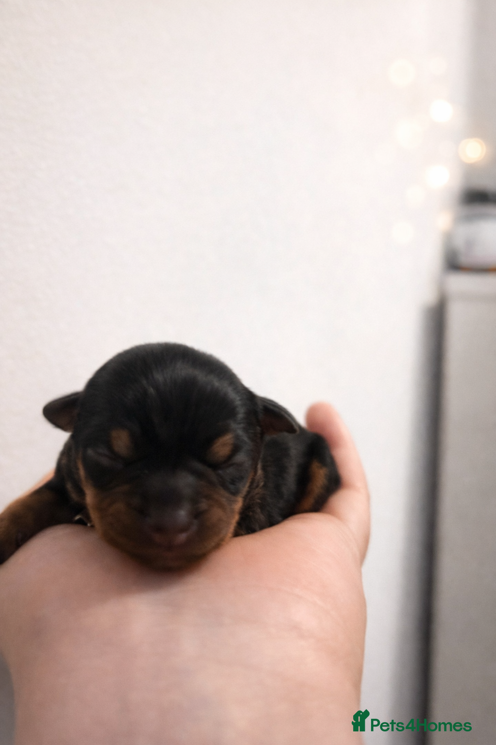 Miniature Pinscher dogs Beautiful Miniature Pinscher Puppies 2M 1F - Advert 2