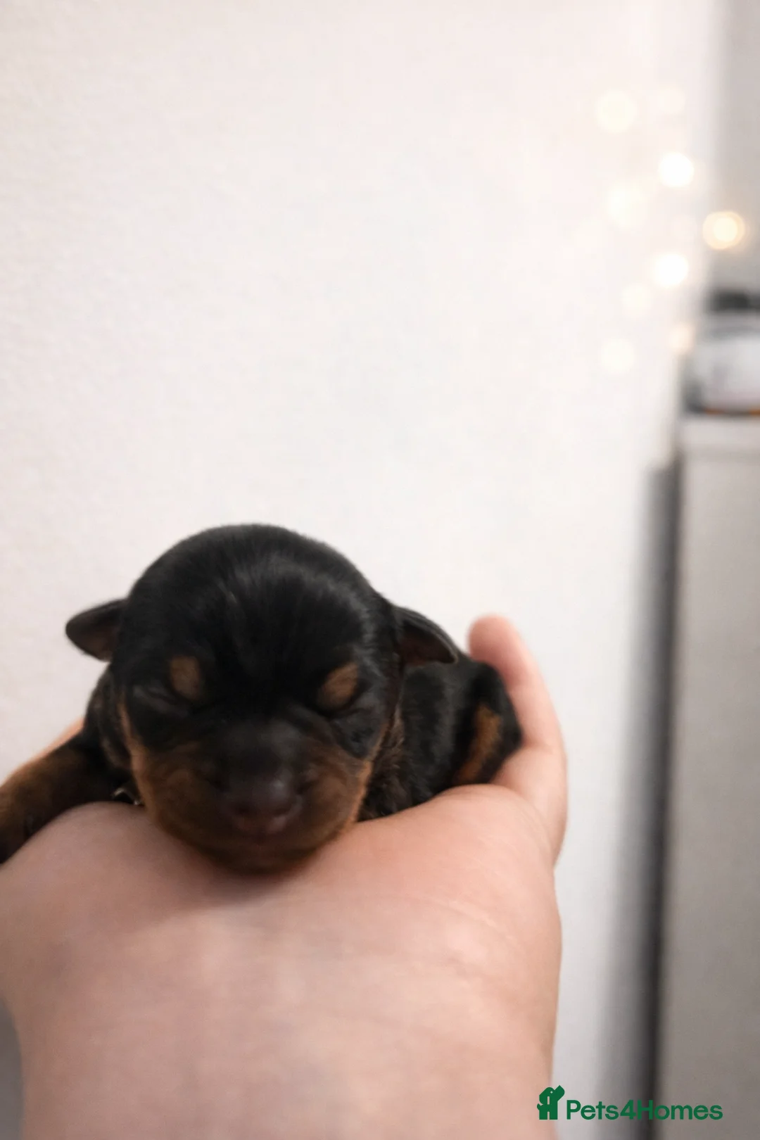 Miniature Pinscher dogs for sale: Beautiful Miniature Pinscher Puppies 2M 1F - Advert 2