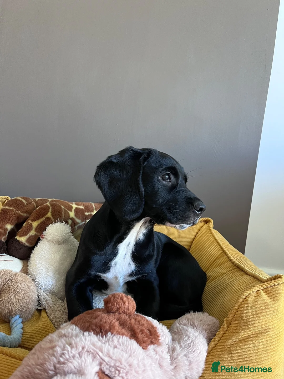 Springador dogs for sale: Happy chappy Springador looking for forever home  in Newquay - Advert 2
