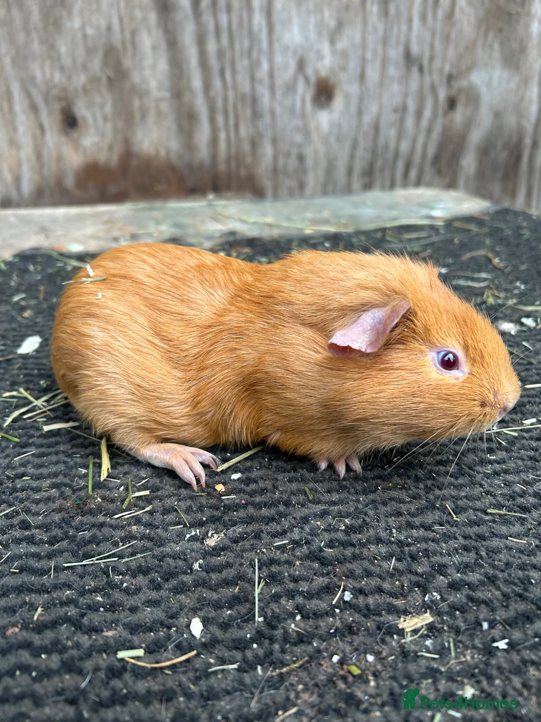 Guinea Pig rodents for sale: Guinea pigs - Advert 2