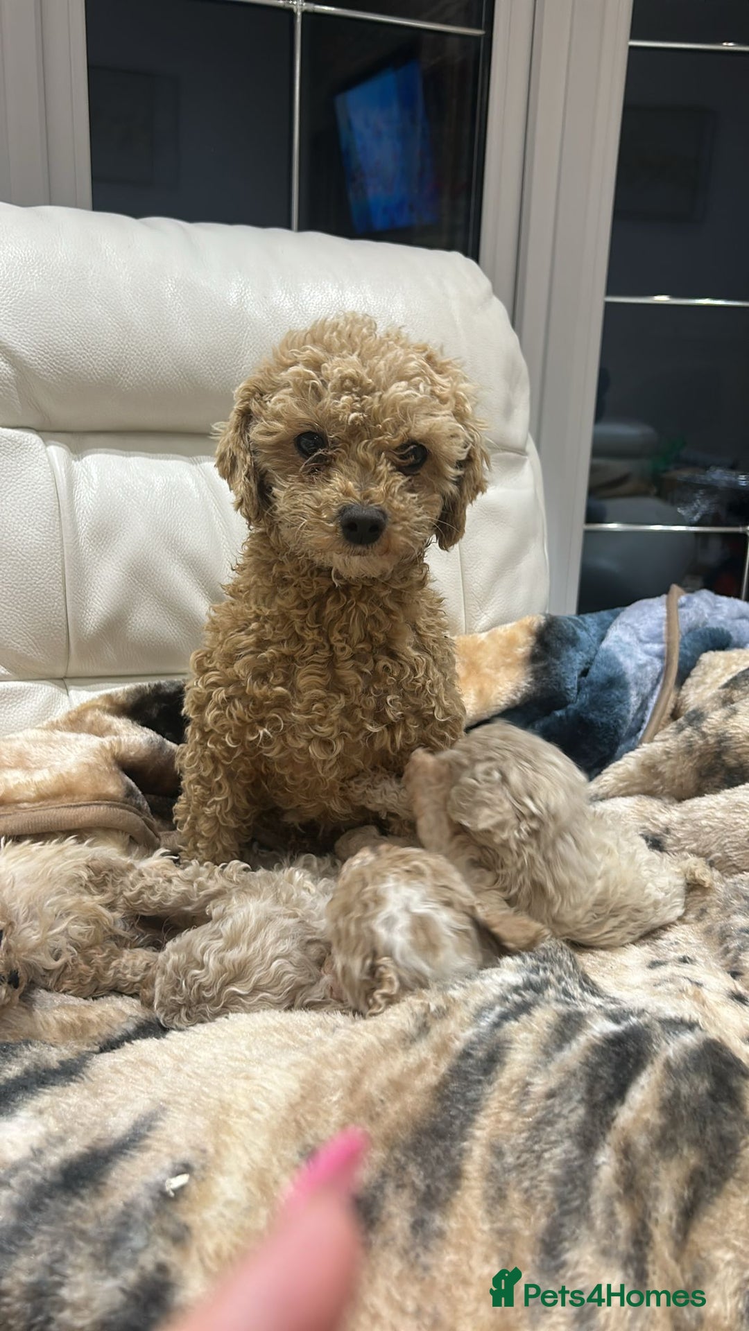 Toy Poodle dogs for sale: Beautiful toy poodles - Advert 8