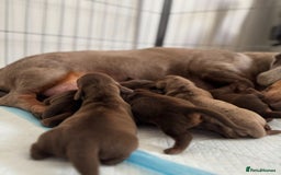 Miniature Dachshund dogs for sale: 5 Gorgeous Miniature Dachshund Puppy Ready Now 🐾 - Image 4