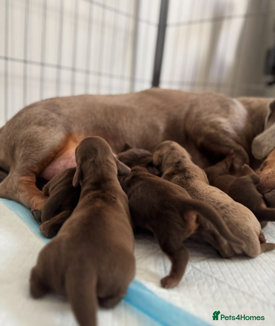 Miniature Dachshund dogs for sale: 5 Gorgeous Miniature Dachshund Puppy Ready Now 🐾 - Image 4