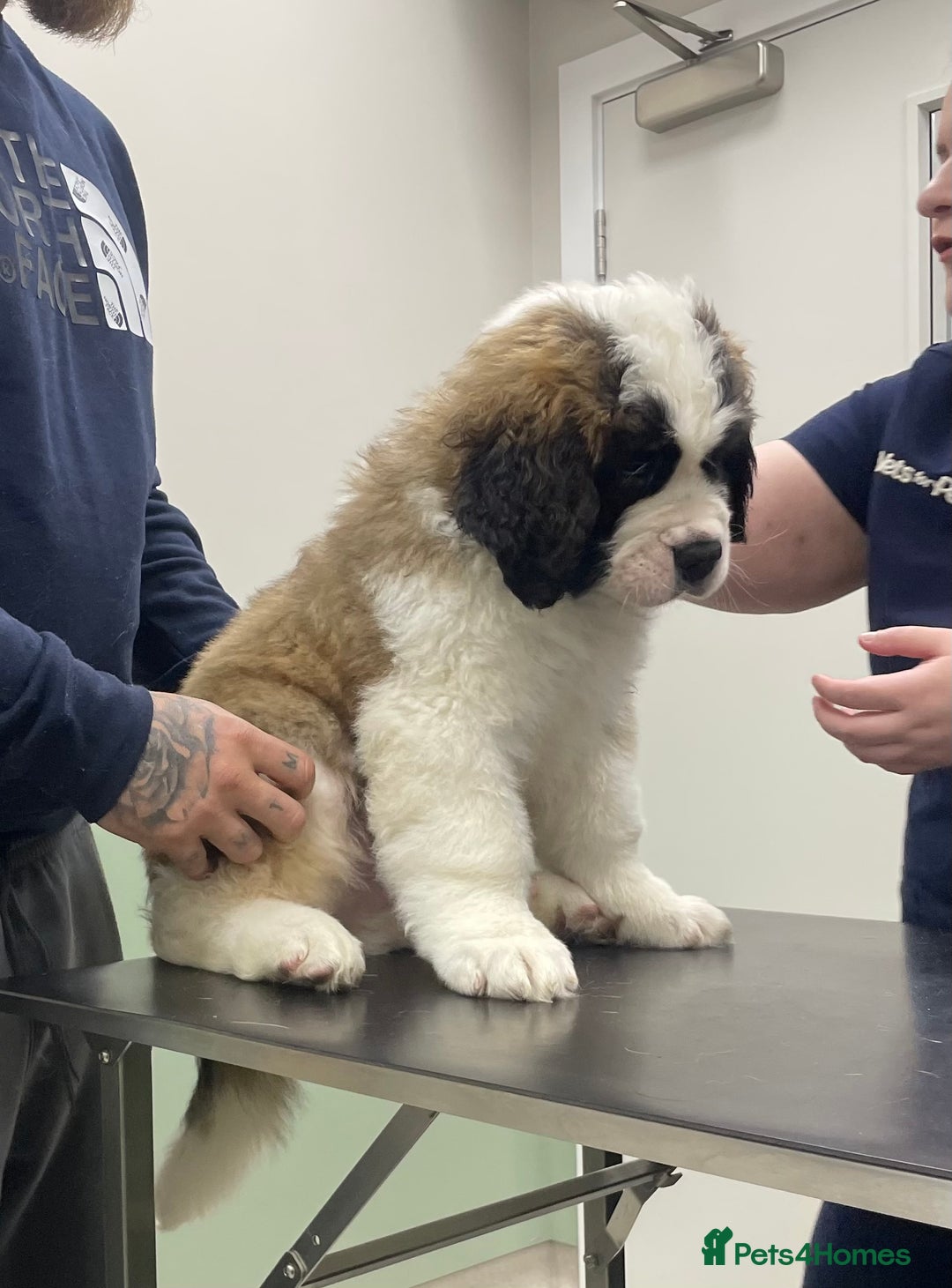 Saint Bernard dogs for sale: Saint Bernard puppies. Ready to leave  - Image 6