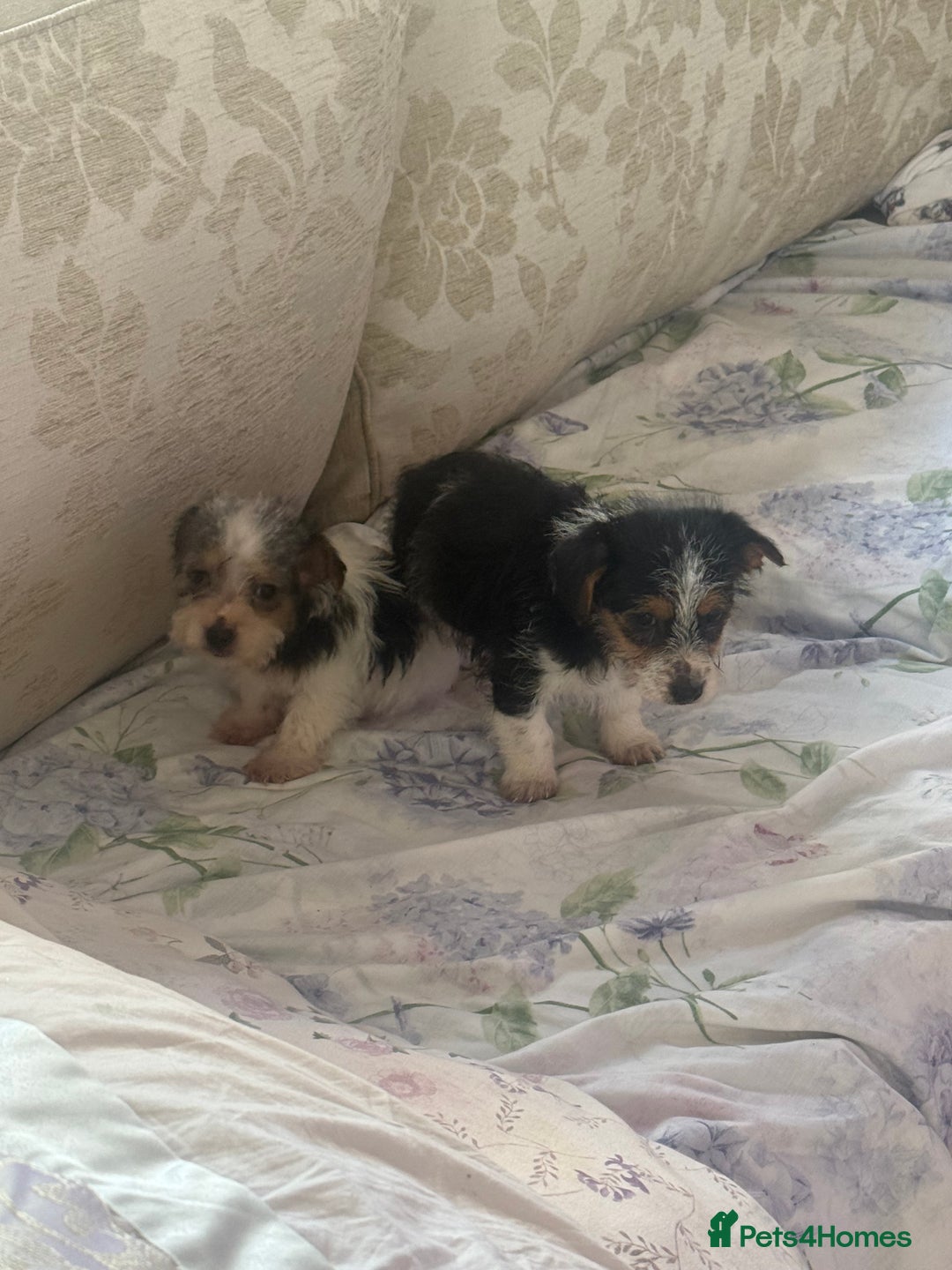 Jack Russell dogs for sale: 2 rough coat miniature jack russels - Advert 7