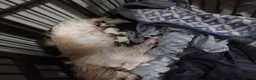 Shih Tzu dogs for sale: Stunning mixer litter - Advert 3