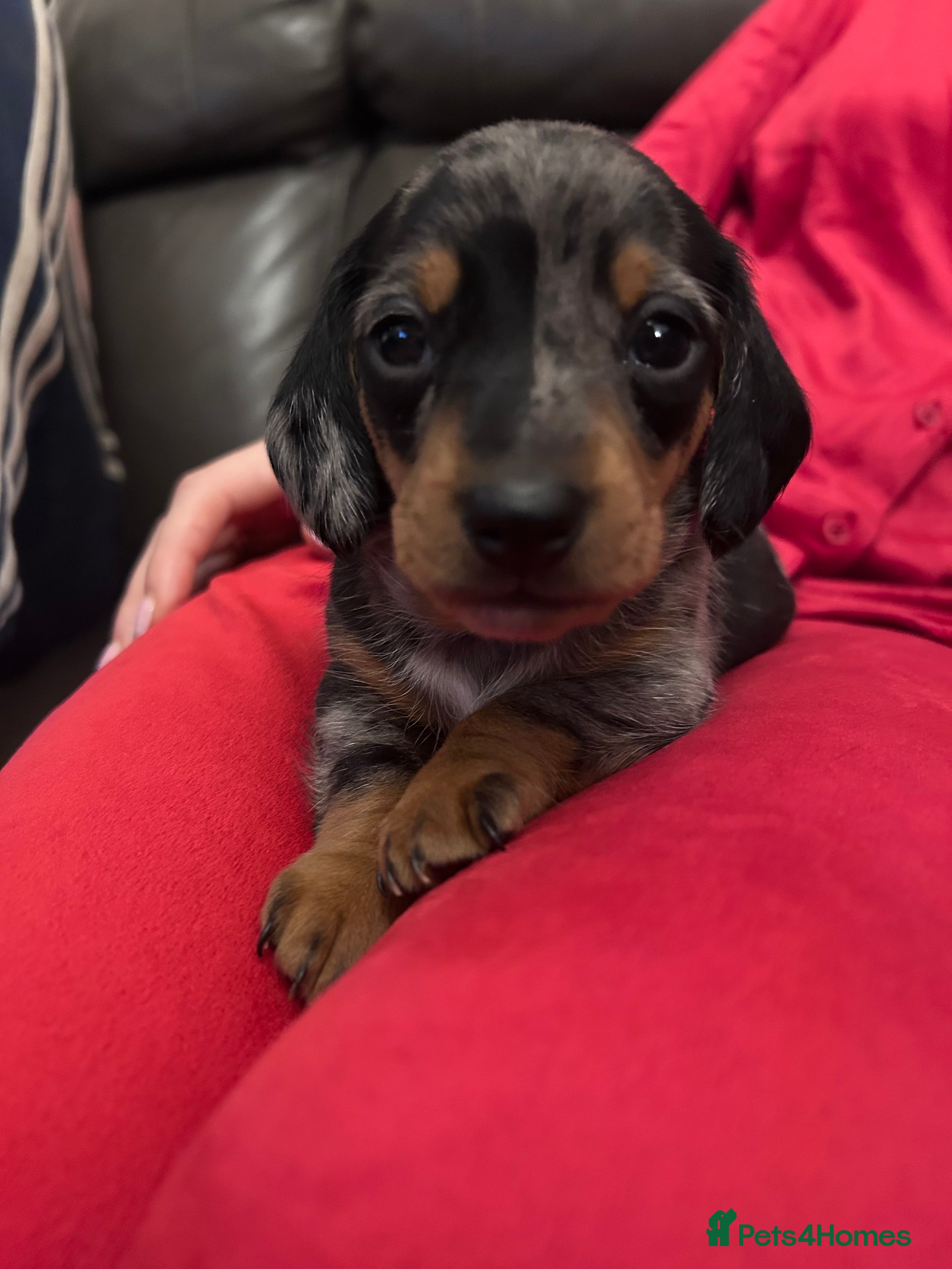 Miniature Dachshund dogs KC registered Tiny Miniature Dachshund puppies - Advert 4