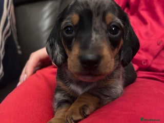 Miniature Dachshund dogs KC registered Tiny Miniature Dachshund puppies - Advert 1
