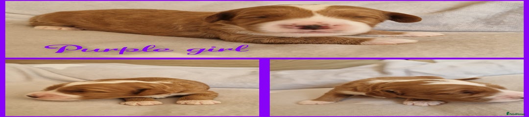 Australian labradoodle purple girl