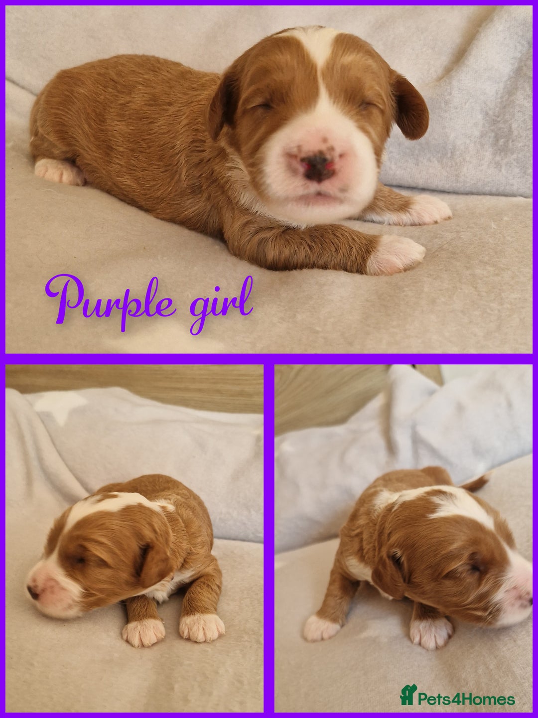 Mixed Breed dogs for sale: Stunning Australian labradoodles - Image 1