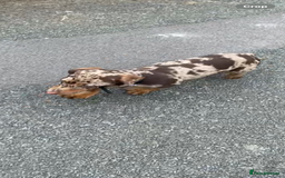 Dachshund dogs for sale: 😍🌈1 male left! 💙🇩🇪🤏🏻READY TO LEAVE🏠🐶 - Image 7