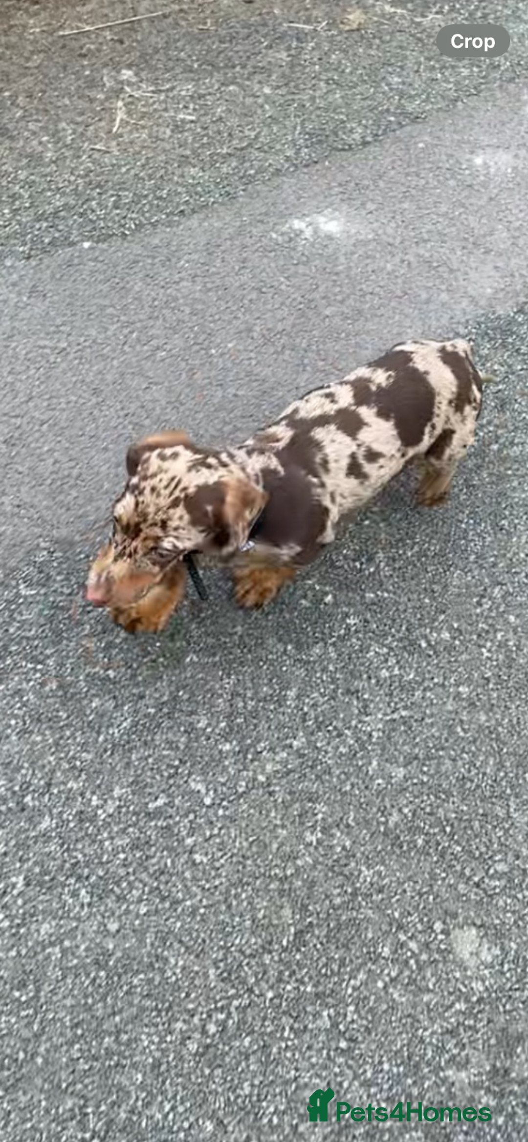 Dachshund dogs for sale: 😍🌈1 male left! 💙🇩🇪🤏🏻READY TO LEAVE🏠🐶 - Image 7