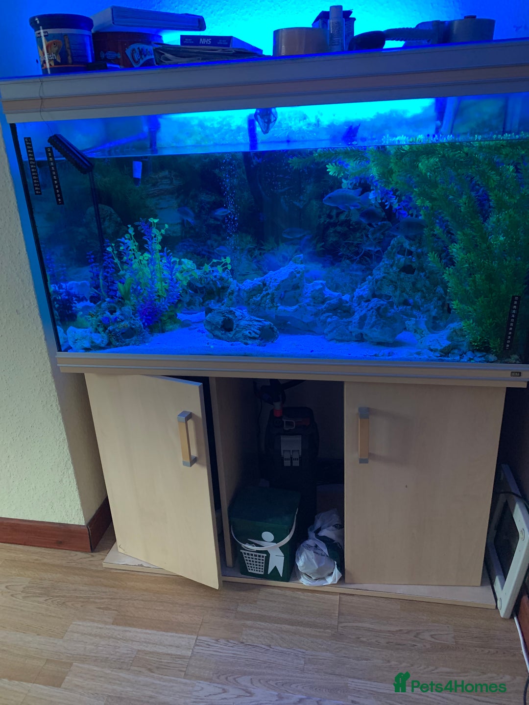 Other/Mixed Breed fish for sale: Mix fish - Image 3