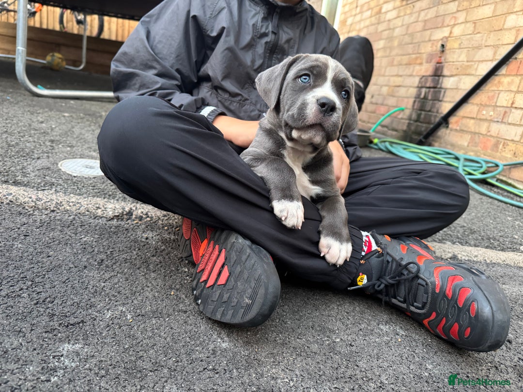 Mixed Breed dogs for sale: Mixed Merle cane corso puppies.  - Image 3