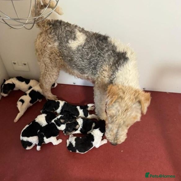 Fox Terrier dogs Energetic Fox Terrier Explorer Ready for Adventure - Advert 1