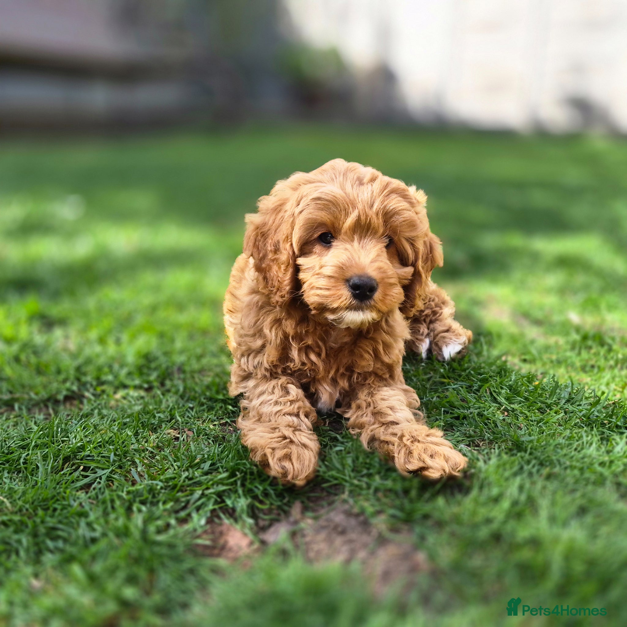 Cavapoo dogs ⭐️Last boy Cavapoo🐾🐶  - Advert 2