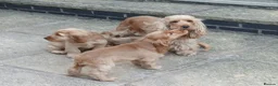 Cocker Spaniel dogs for sale: Show Type cocker puppies - Advert 9