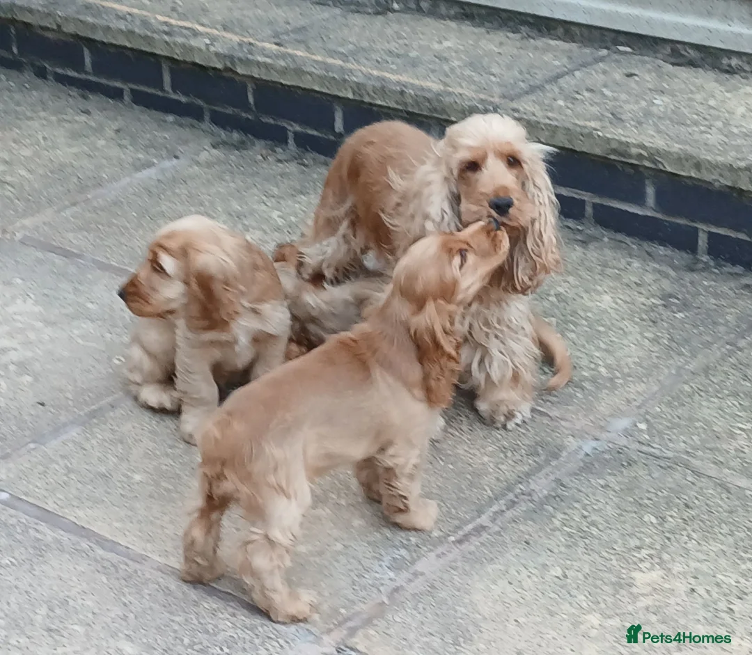 Cocker Spaniel dogs for sale: Show Type cocker puppies - Advert 9