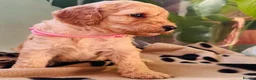 Miniature Poodle dogs for sale: 🐩KC-registered Miniature Poodles Raised with care - Advert 9