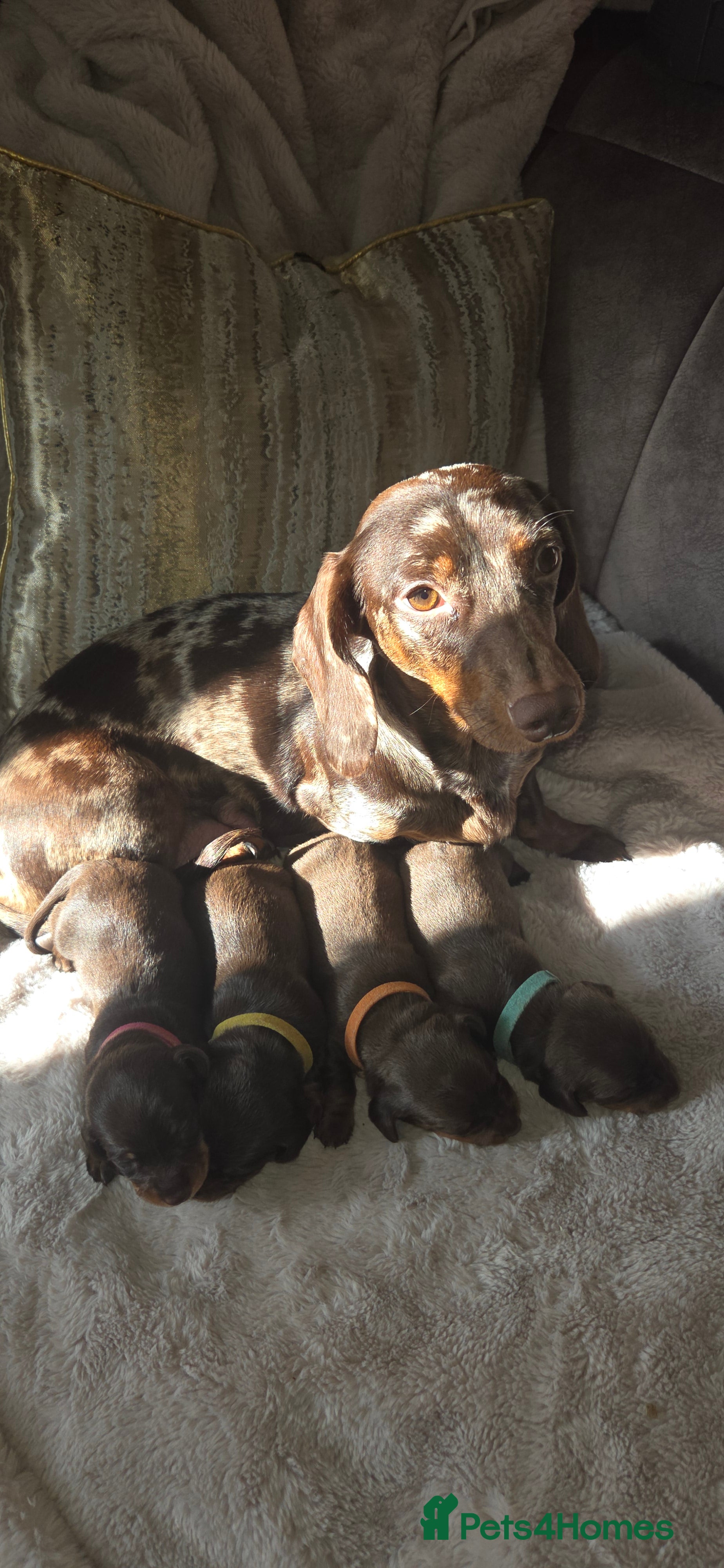 Dachshund dogs mini's - Advert 1