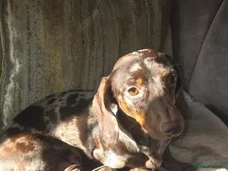 Dachshund dogs mini's - Advert 1