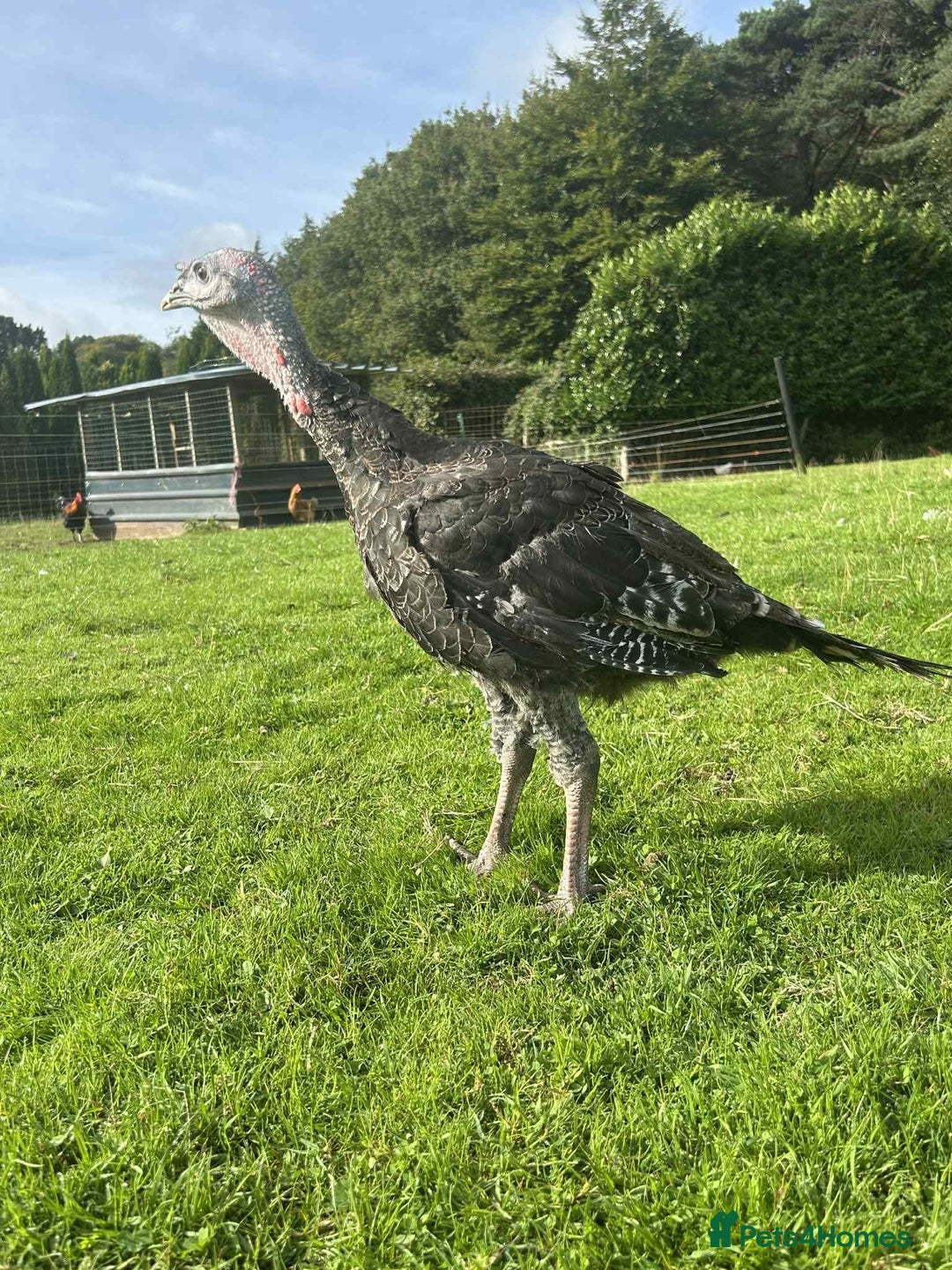 Turkeys poultry for sale: 10 Turkeys looking for new home  - Image 9
