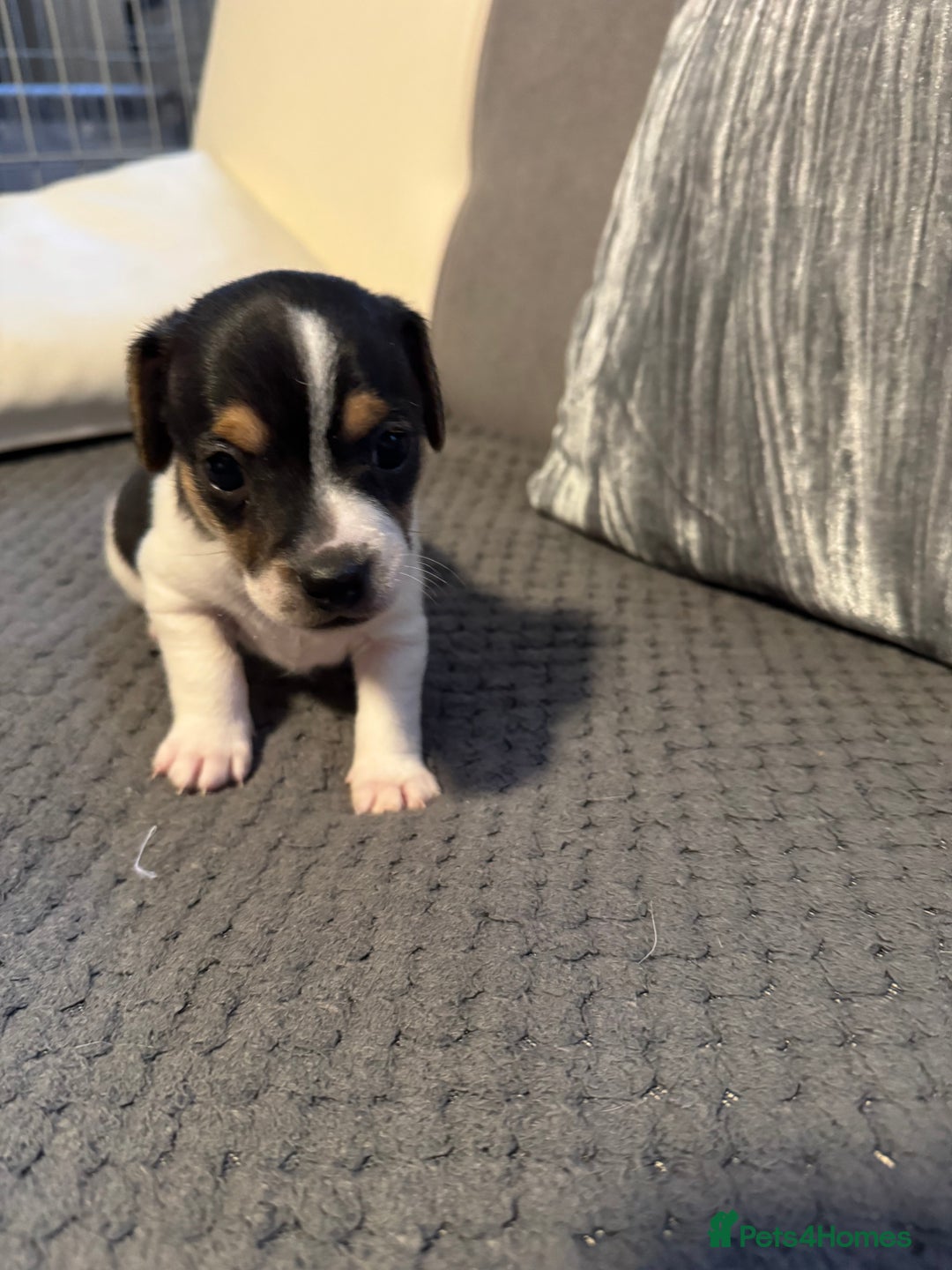 Jack Russell dogs for sale: Jack Russel puppies  - Advert 4
