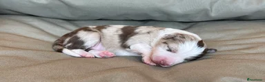 Puppy 4