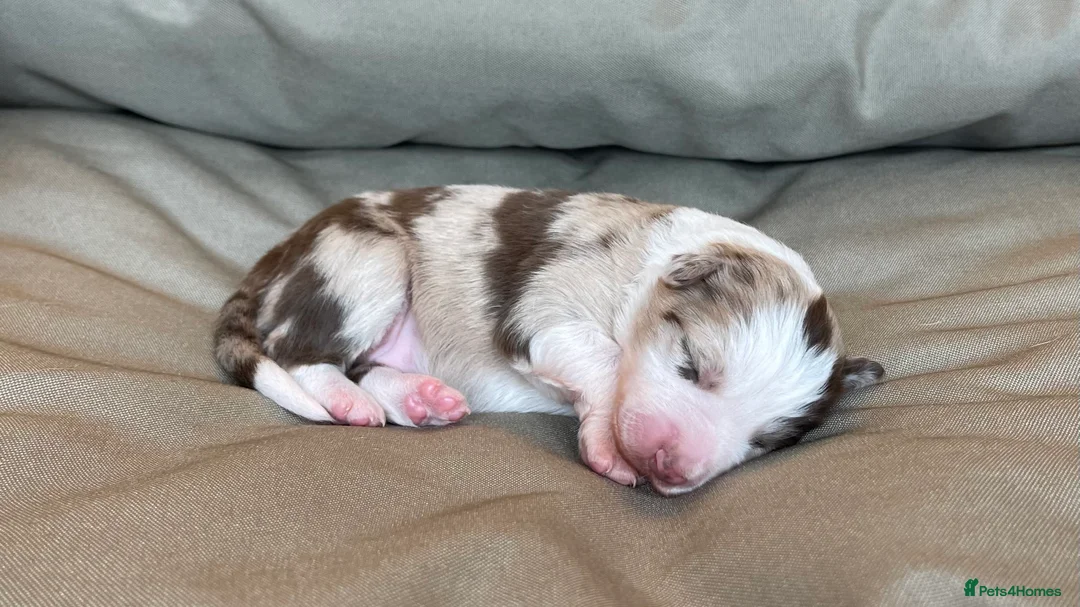 Border Collie dogs for sale: 🐾OUTSTANDING *UNIQUE* BORDER COLLIE PUPPIES🐾 - Advert 2