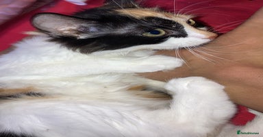 British Longhair cats british long hair  - Advert 5