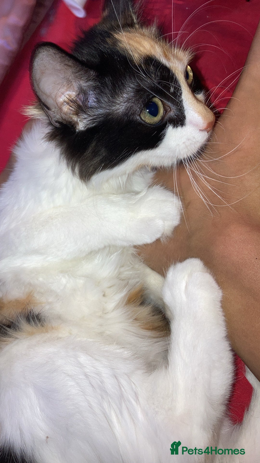 British Longhair cats for sale: british long hair  - Image 12