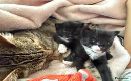 Domestic Shorthair cats for sale: Black and white kittens for sale in Manchester  - Image 10