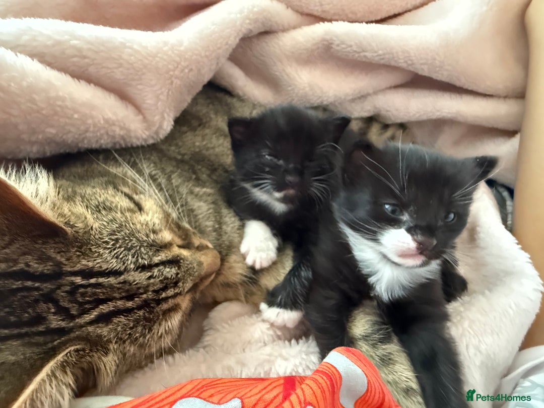 Domestic Shorthair cats for sale: Black and white kittens for sale in Manchester  - Image 10
