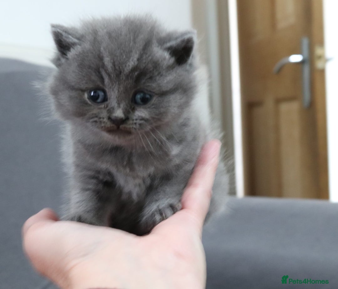 British Shorthair cats for sale: British shorthair kittens lilac/blue - Image 11