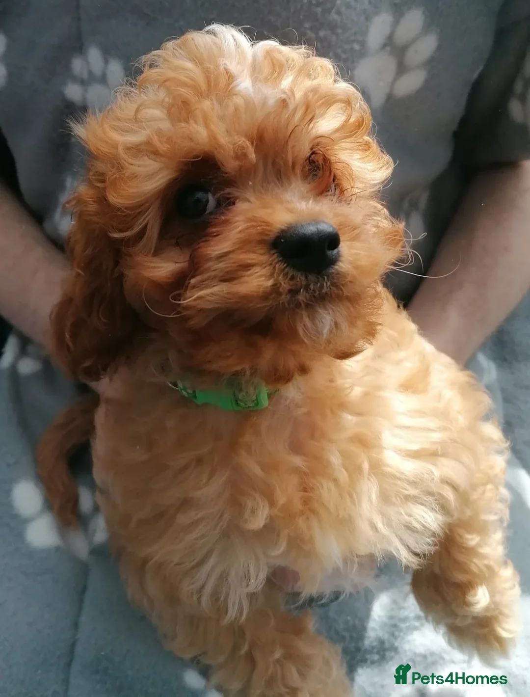 Cavapoo dogs for sale: Cavapoo pups - 1 boy (Ready To Go!) - Advert 1