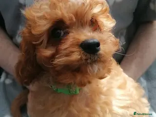 Cavapoo dogs Cavapoo pups - 1 boy 1 girl (Ready To Go!) - Advert 8