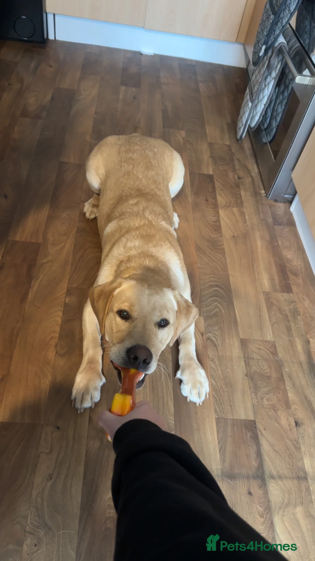 Labrador Retriever dogs for stud: Male for stud  - Advert 2