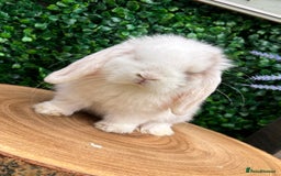 Mini Lop rabbits for sale: Mini lop babies 🌟 in Hartlepool - Image 13